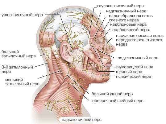Схема нервов головы, лица и шеи