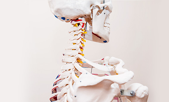 изображение анатомической модели шейного отдела позвоночника