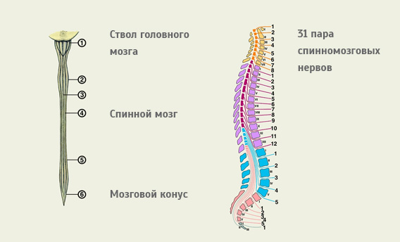 строение ствола головного мозга и спинномозговых нервов