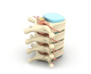 схематическое изображение строения спинного мозга